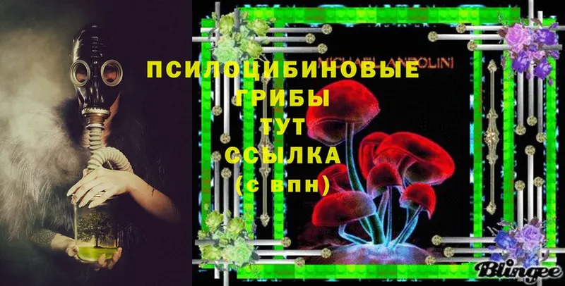 Псилоцибиновые грибы Cubensis  Кизел 